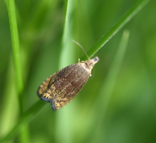 Réf. 182 882 : Dichrorampha sp.